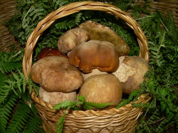 Funghi porcini, tipici dei boschi di Maggiora e del Parco del Fenera